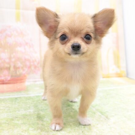 仔犬・仔猫ご紹介 – ボストンケンネル