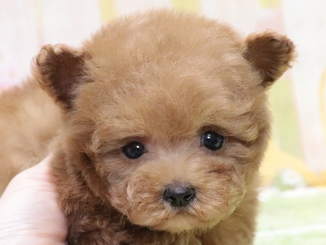 NEW】トイプードル – ボストンケンネル